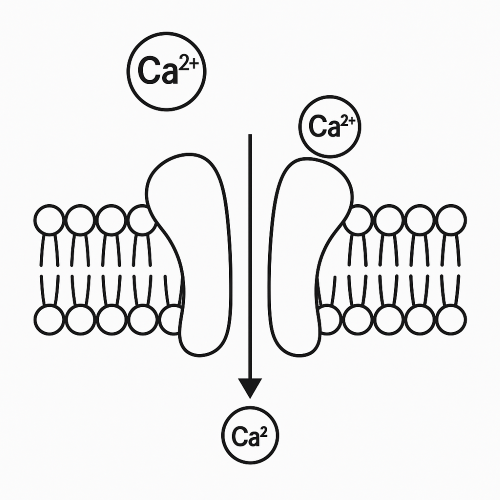 Calcium Channel