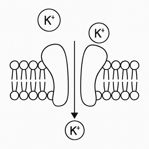 Potassium Channel
