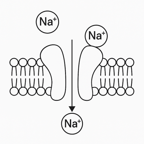 Sodium Channel