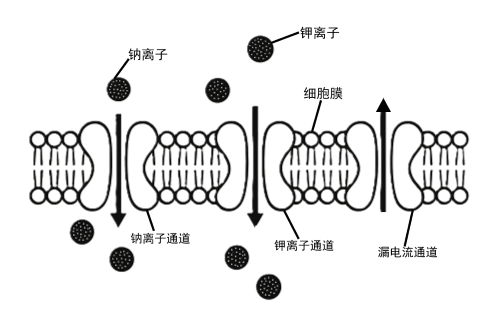 层级结构