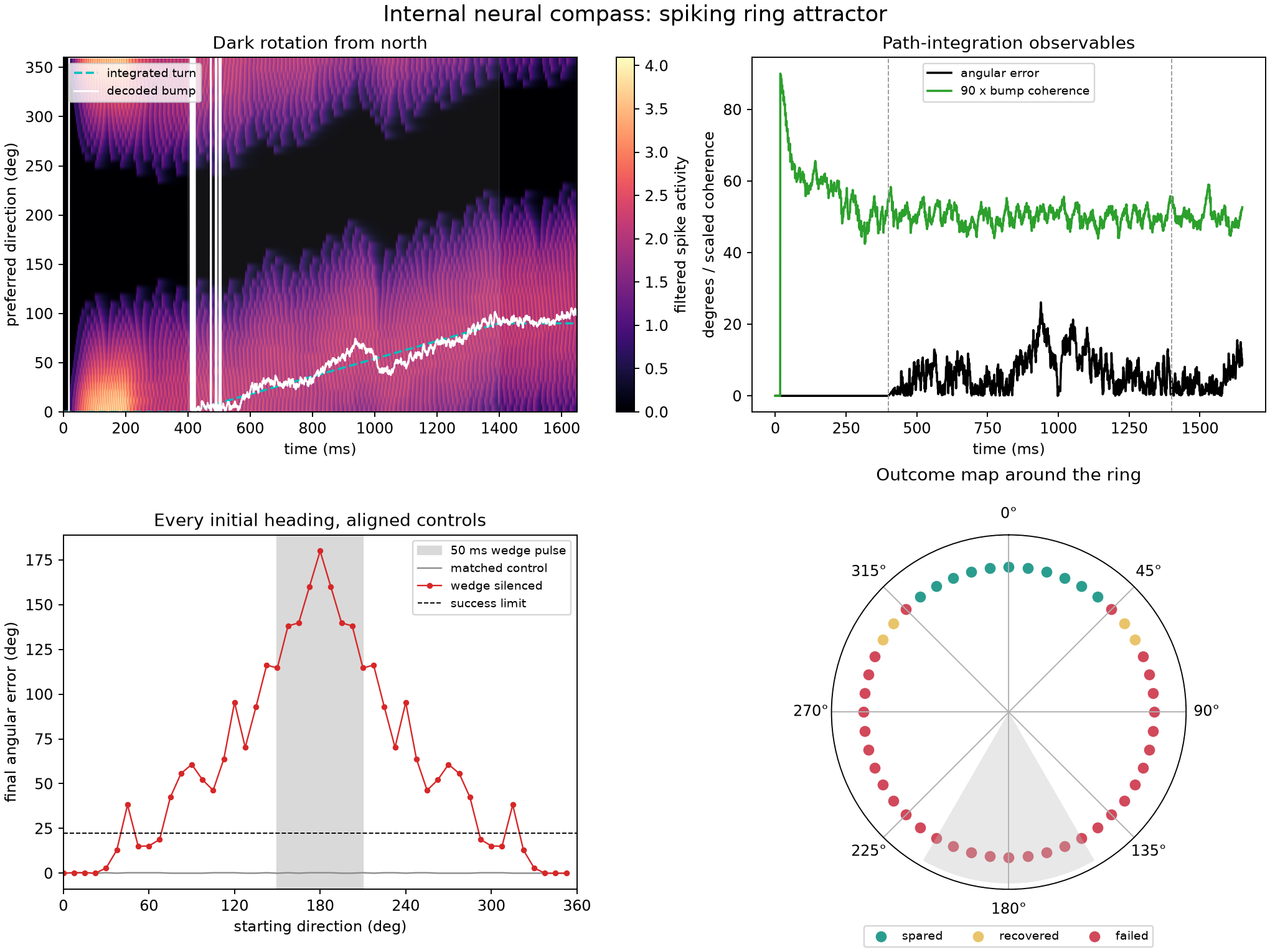 Neural-compass panels show an activity bump shifting around a ring during a dark turn and a lesion outcome map over all starting headings. Most headings fail after the wedge is silenced, with four recovered cases.