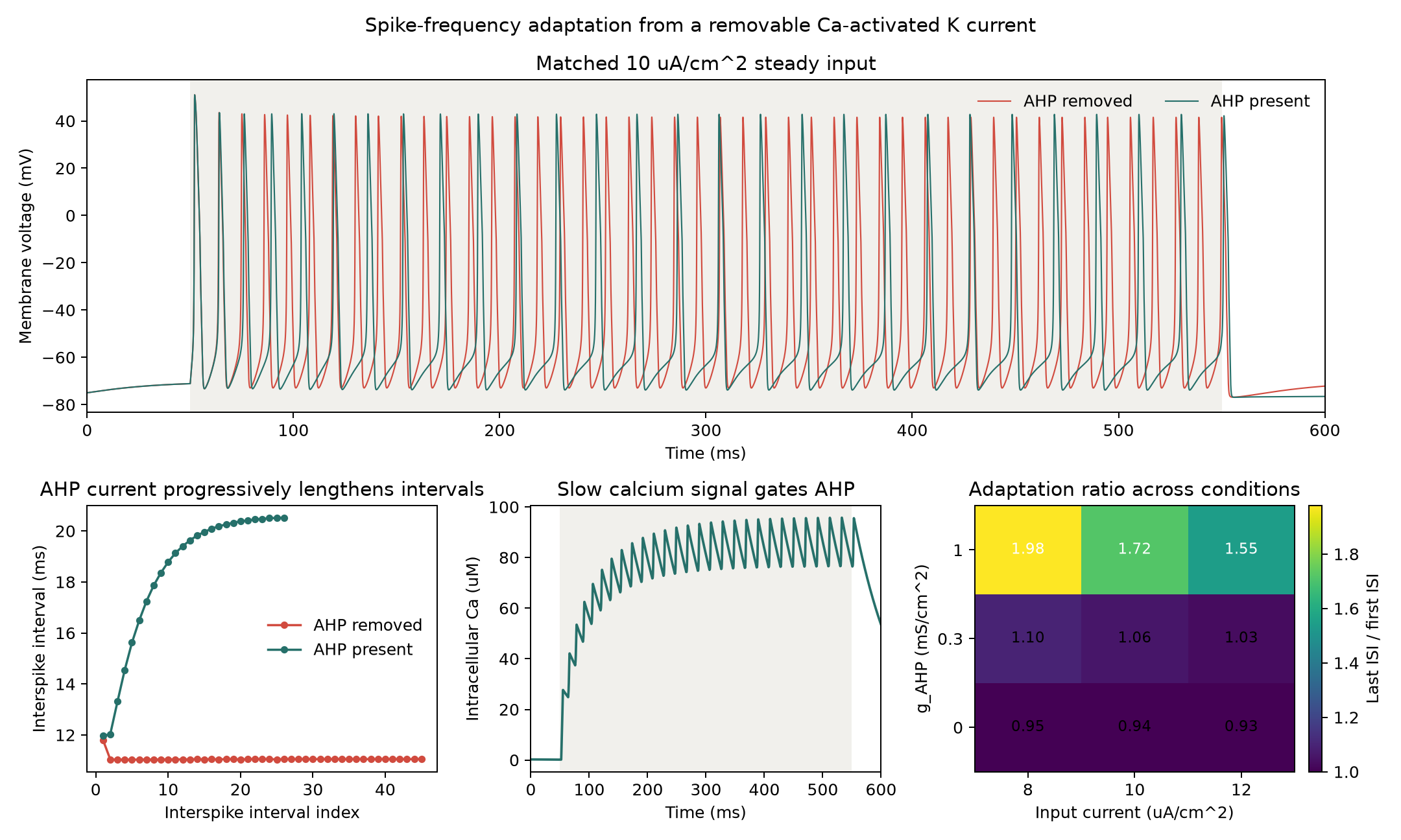 Five-panel comparison showing membrane voltage, intracellular calcium, interspike intervals, AHP ablation, and the input-by-adaptation sweep. The AHP-present condition accumulates calcium and lengthens its firing intervals; the removed condition remains tonic.